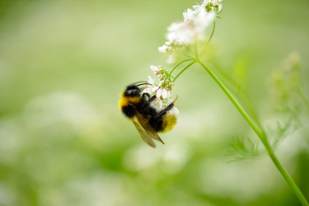 Gartenberatung
