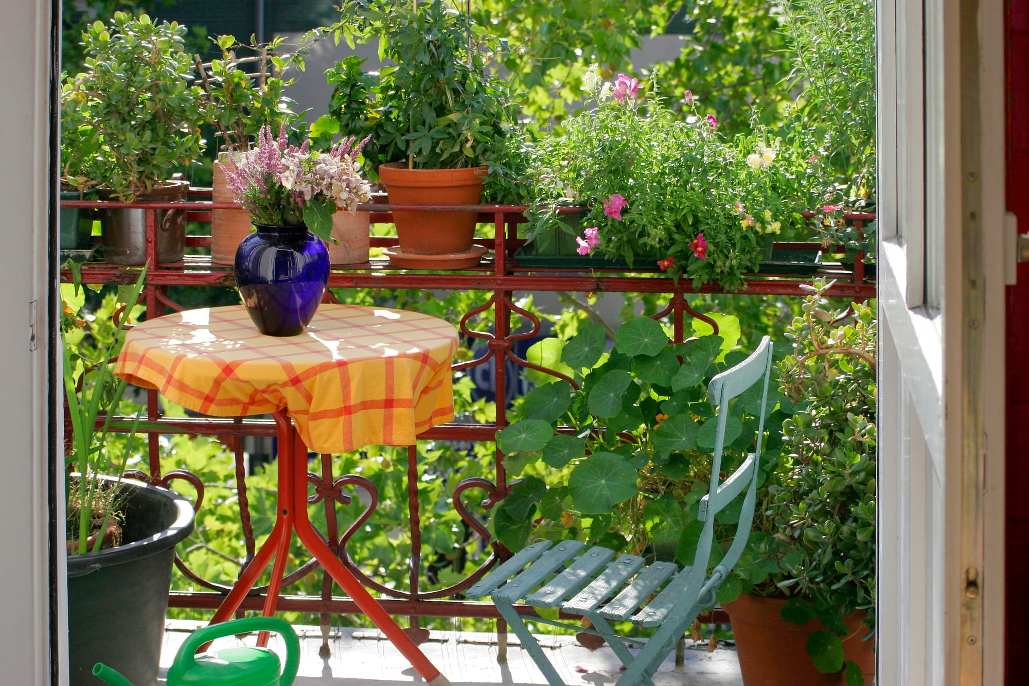 Wildblumen für Balkon und Terrasse
