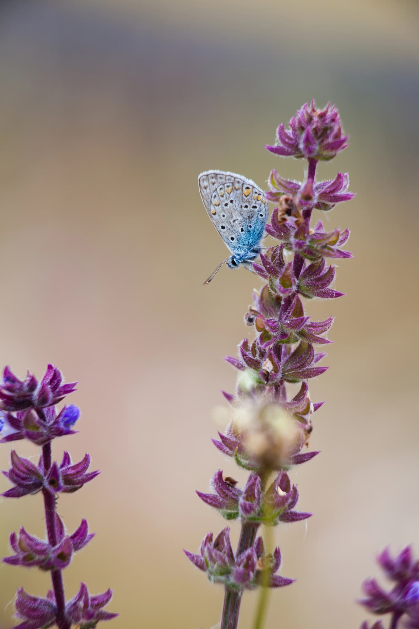 Blumenwiesen richtig anlegen