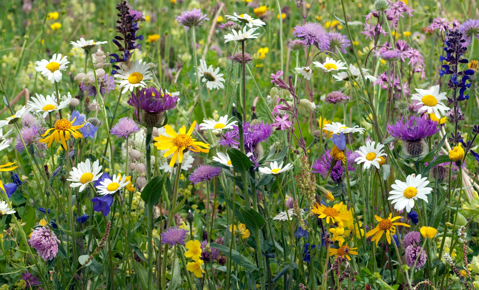 Blumenwiesen richtig anlegen
