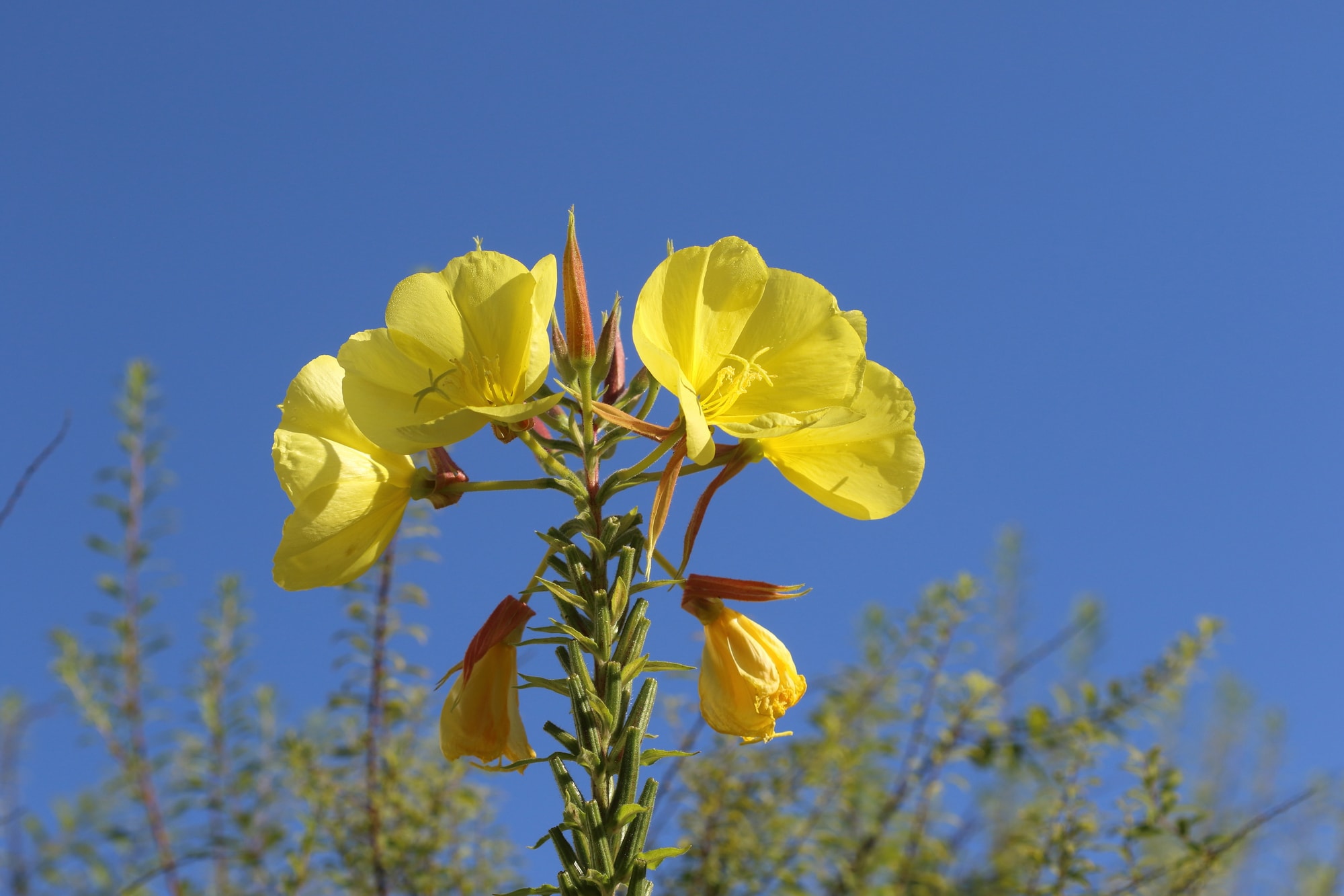 Wildblumen für Balkon und Terrasse